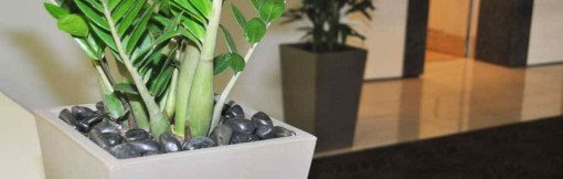  Indoor Plant Rental