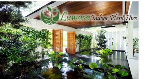 Plant For Hiire - Luwasa Indoor Plant Hire