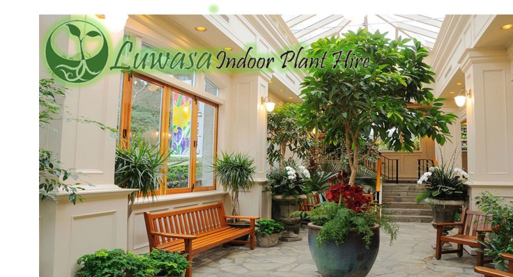 Best Indoor Plants - Luwasa Indoor Plant Hire