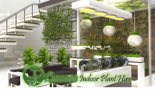 Melbourne Indoor Plants - Luwasa Indoor Plant Hire