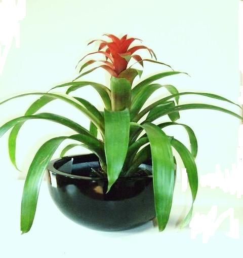 Indoor Plant Hire - Luwasa